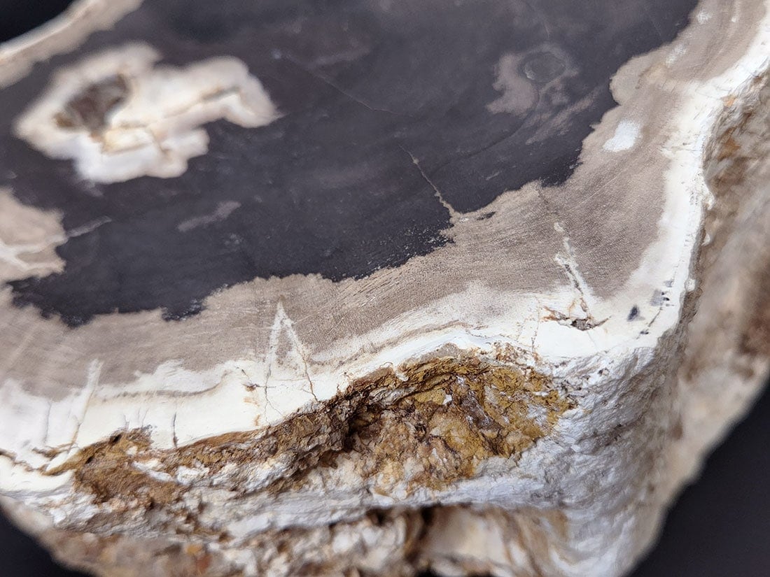 マダガスカル産ペトリファイドウッド