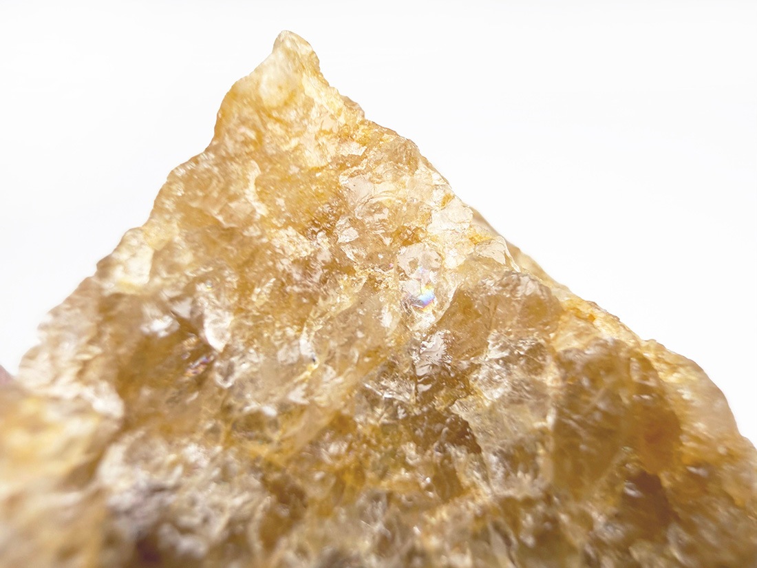 ブラジル産 ゴールデンヒーラー / Golden Healer