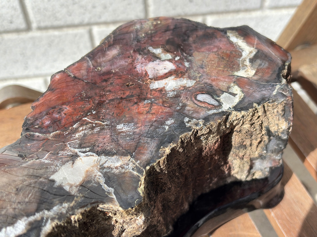 アリゾナ州産 ペトリファイドウッド 台座付き ( 珪化木 ) / Petrified wood