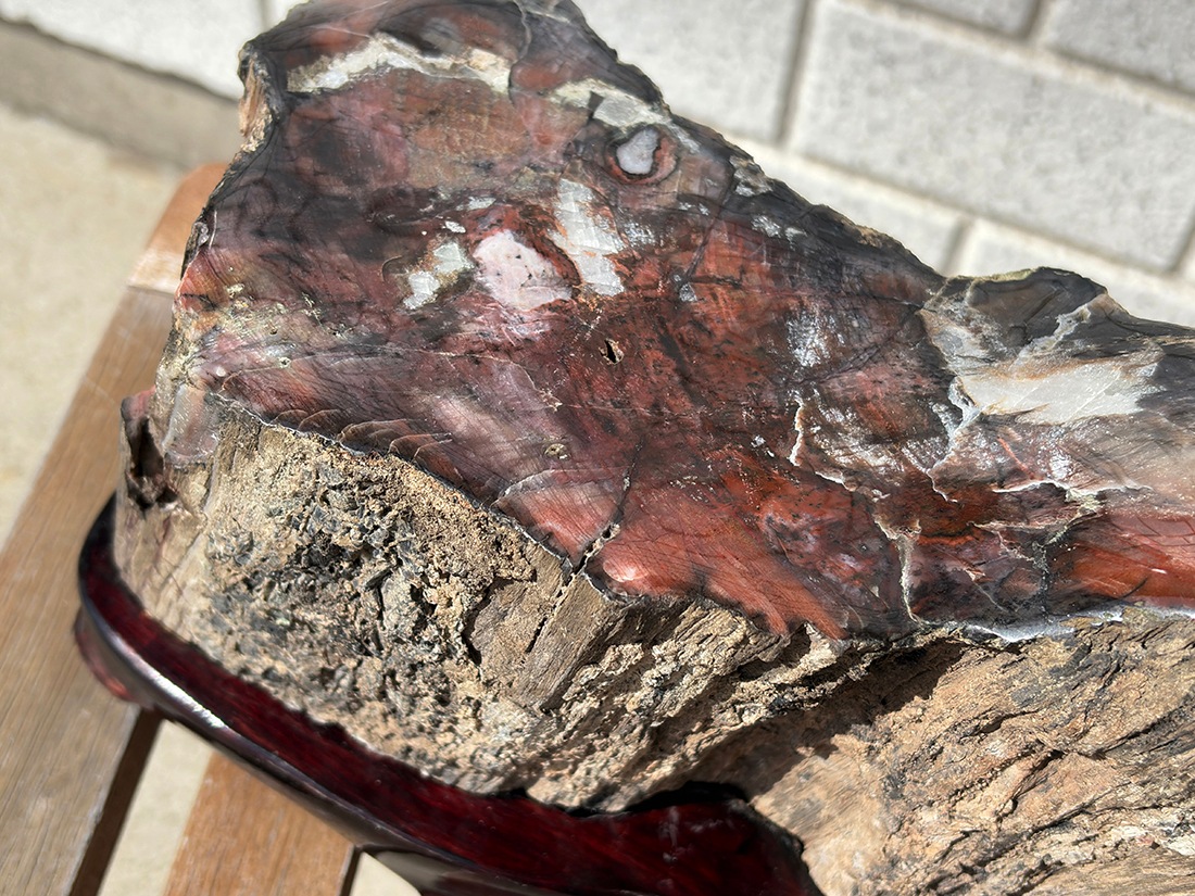 アリゾナ州産 ペトリファイドウッド 台座付き ( 珪化木 ) / Petrified wood