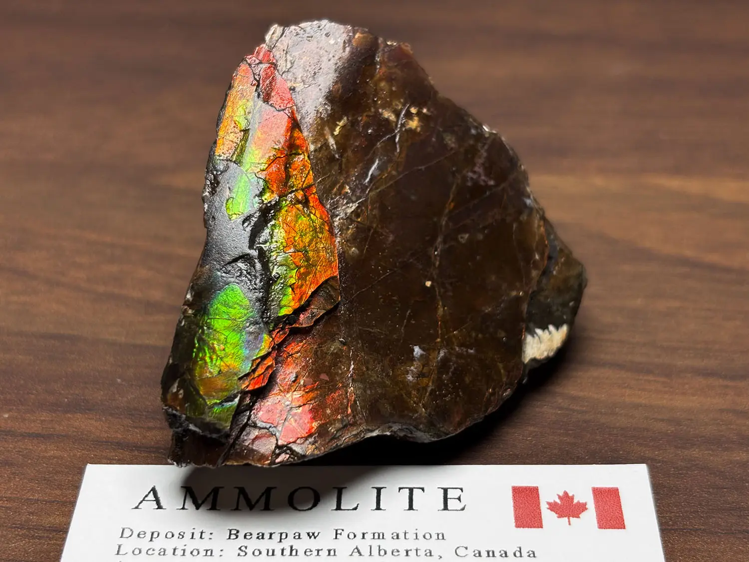 カナダ産　アンモライト　化石　原石　幅8.5cm 箱付き カナダ・アルバータ州産 アンモライト (両面) / Ammolite