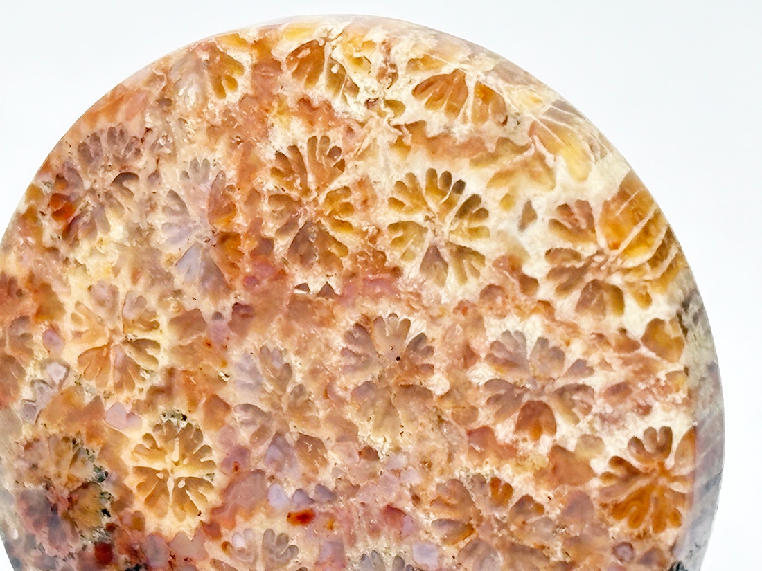 フォッシルコーラル 珊瑚化石 スフィア インドネシア産 フォッシルコーラル (サンゴ化石 ) ルース /Fossil Coral