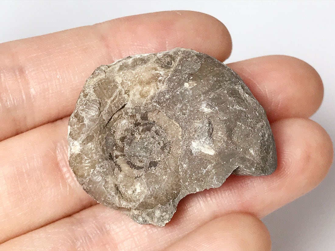 北海道留萌郡小平町産アンモナイト化石/Ammonite