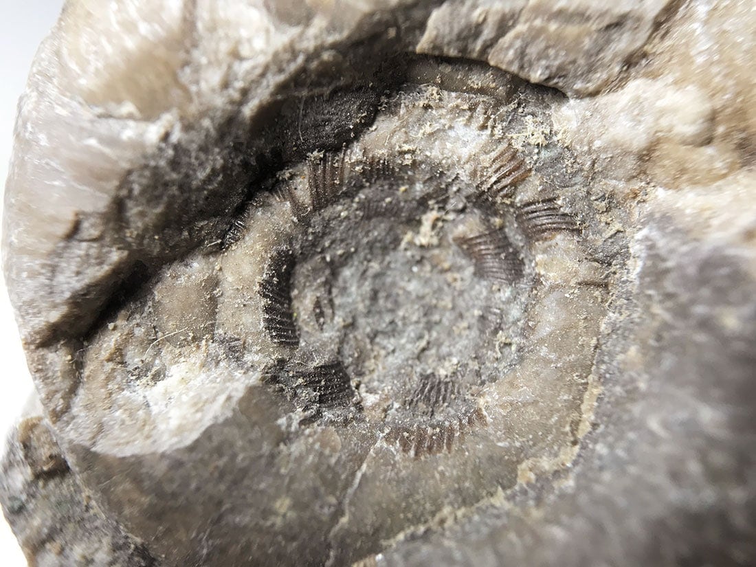 北海道留萌郡小平町産アンモナイト化石/Ammonite