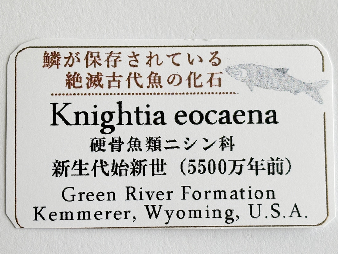 ワイオミング州産ナイティア・エオカエナ化石/Knightia eocaena