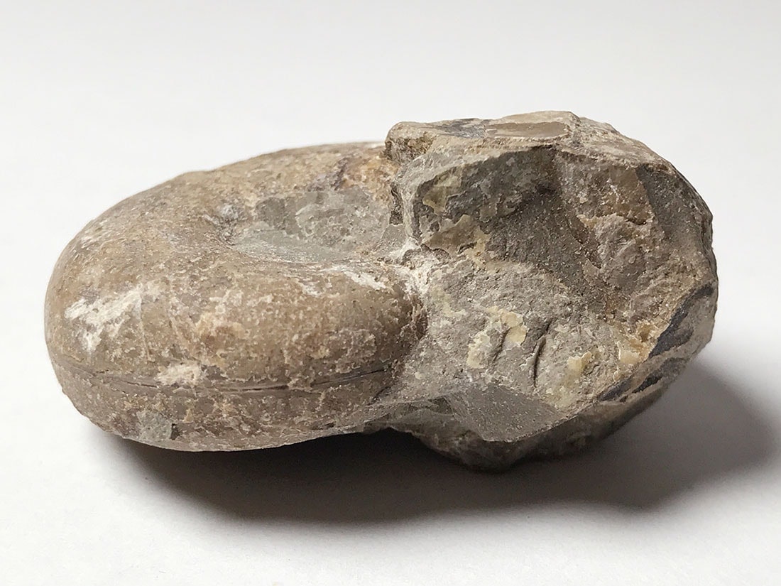 北海道留萌郡小平町産アンモナイト化石/Ammonite
