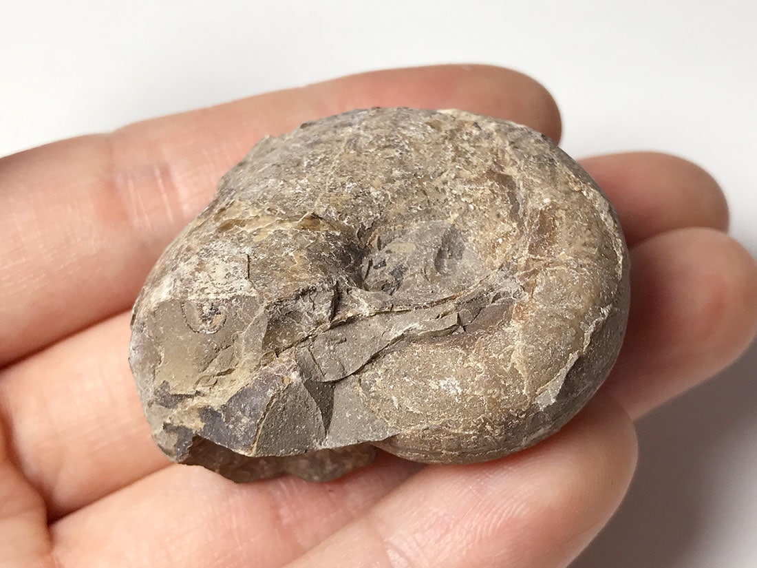 北海道留萌郡小平町産アンモナイト化石/Ammonite