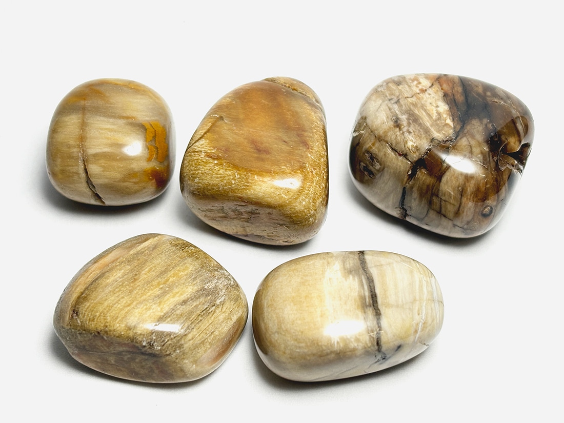 マダガスカル産 ペトリファイドウッド タンブル 5個セット ( 珪化木