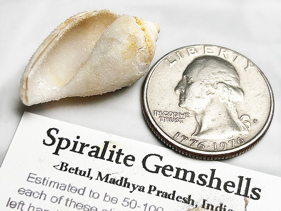 スパイラライト（Spiralite Fossil Shell） 天然石原石 スパイラライト（Spiralite Fossil Shell） 天然石原石【新商品のご