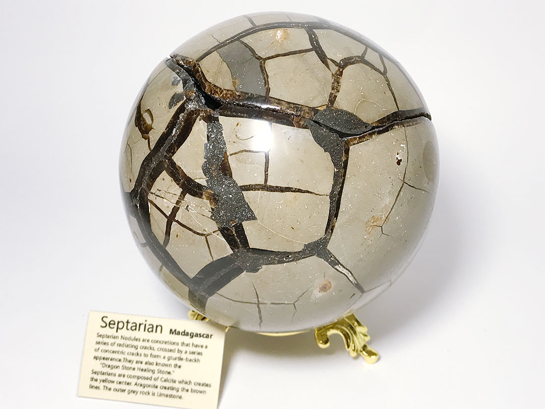 マダガスカル産セプタリアン