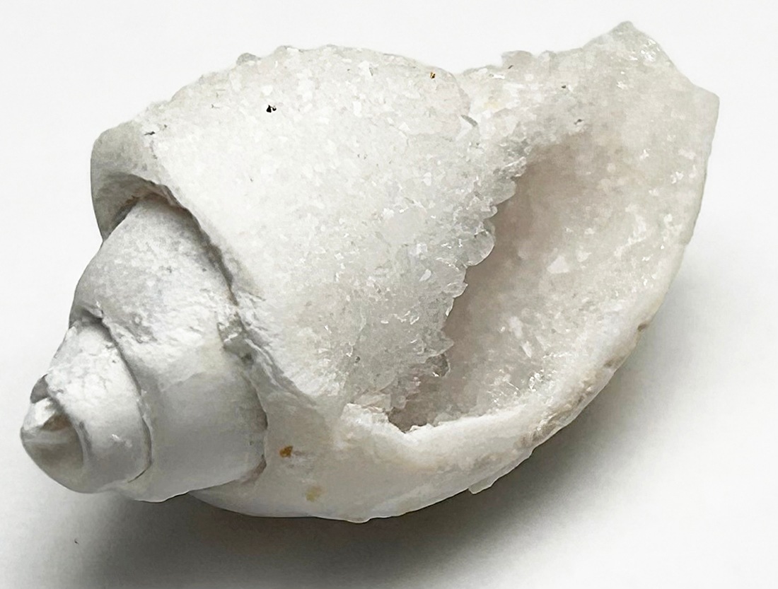 インド産 スピラライトジェムシェル / Spiralite Gemshells