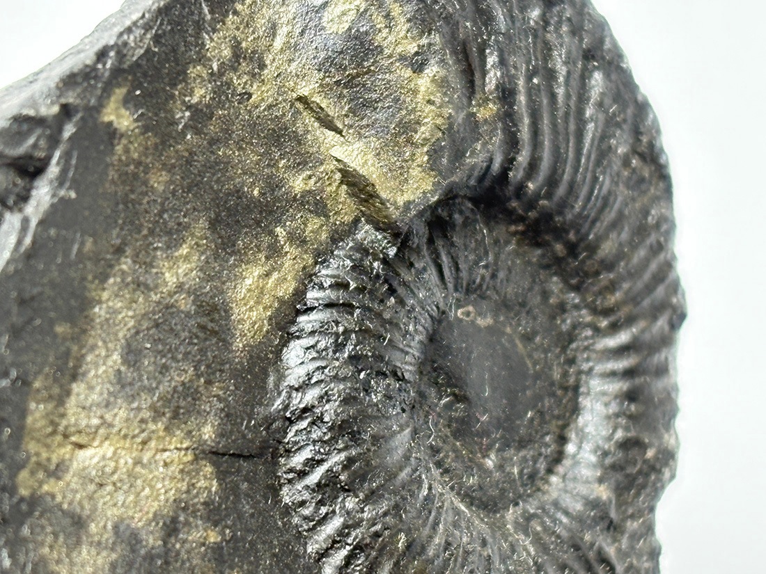 レア】 サリグラム(シャリグラム) ヒマラヤアンモナイト / Himalayan