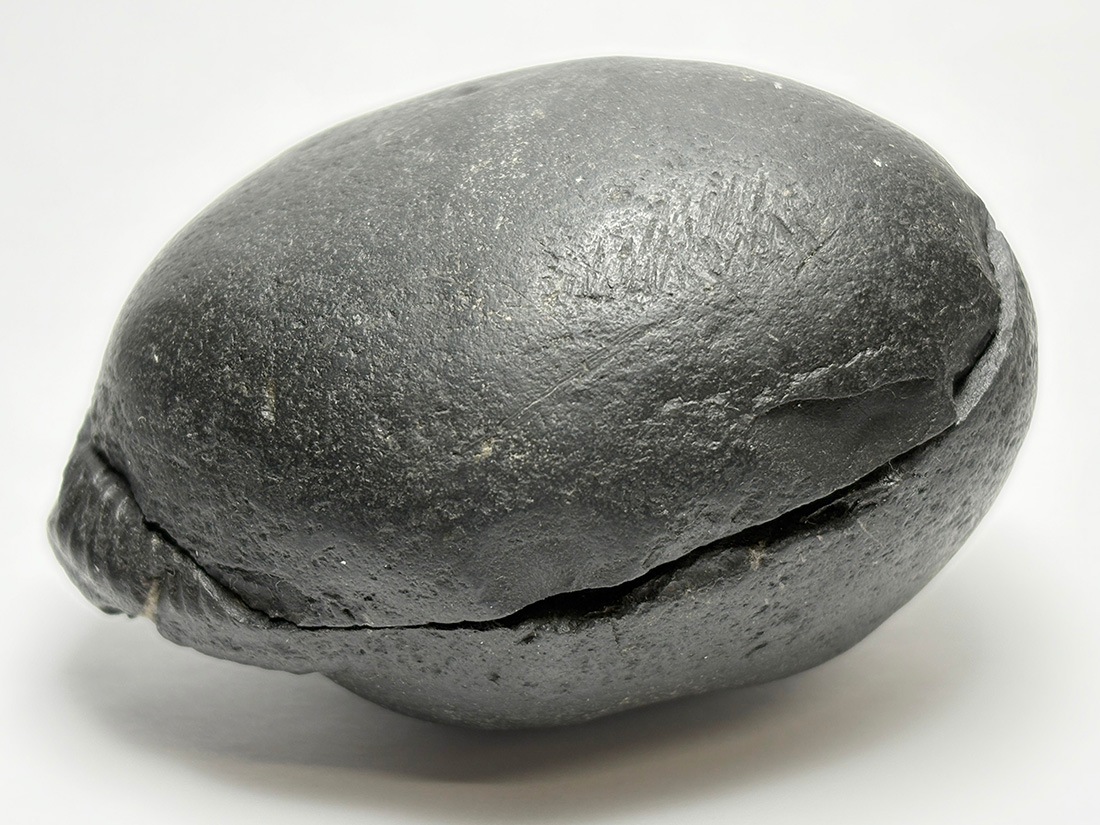 レア】 サリグラム(シャリグラム) ヒマラヤアンモナイト / Himalayan