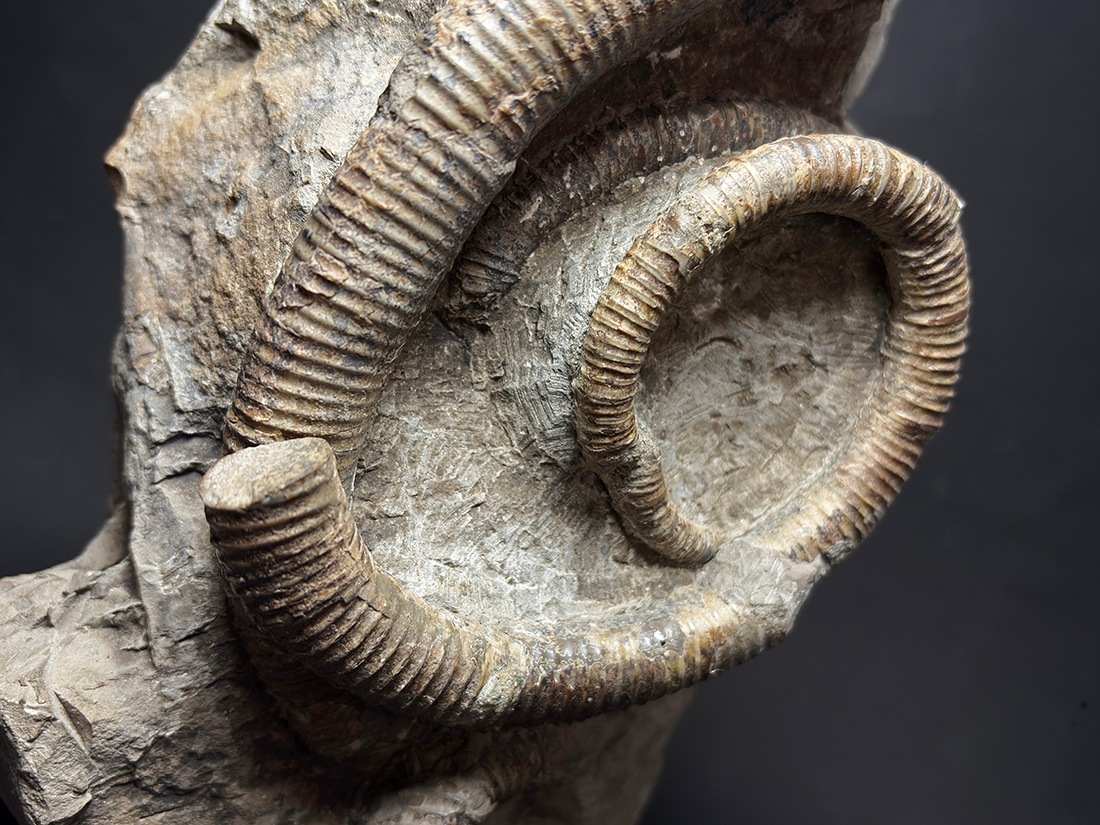 北海道苫前町古丹別産 異常巻きアンモナイト (スカラリテス) / Ammonite 北海道苫前町古丹別産 異常巻きアンモナイト (スカラリテス) / Ammonite