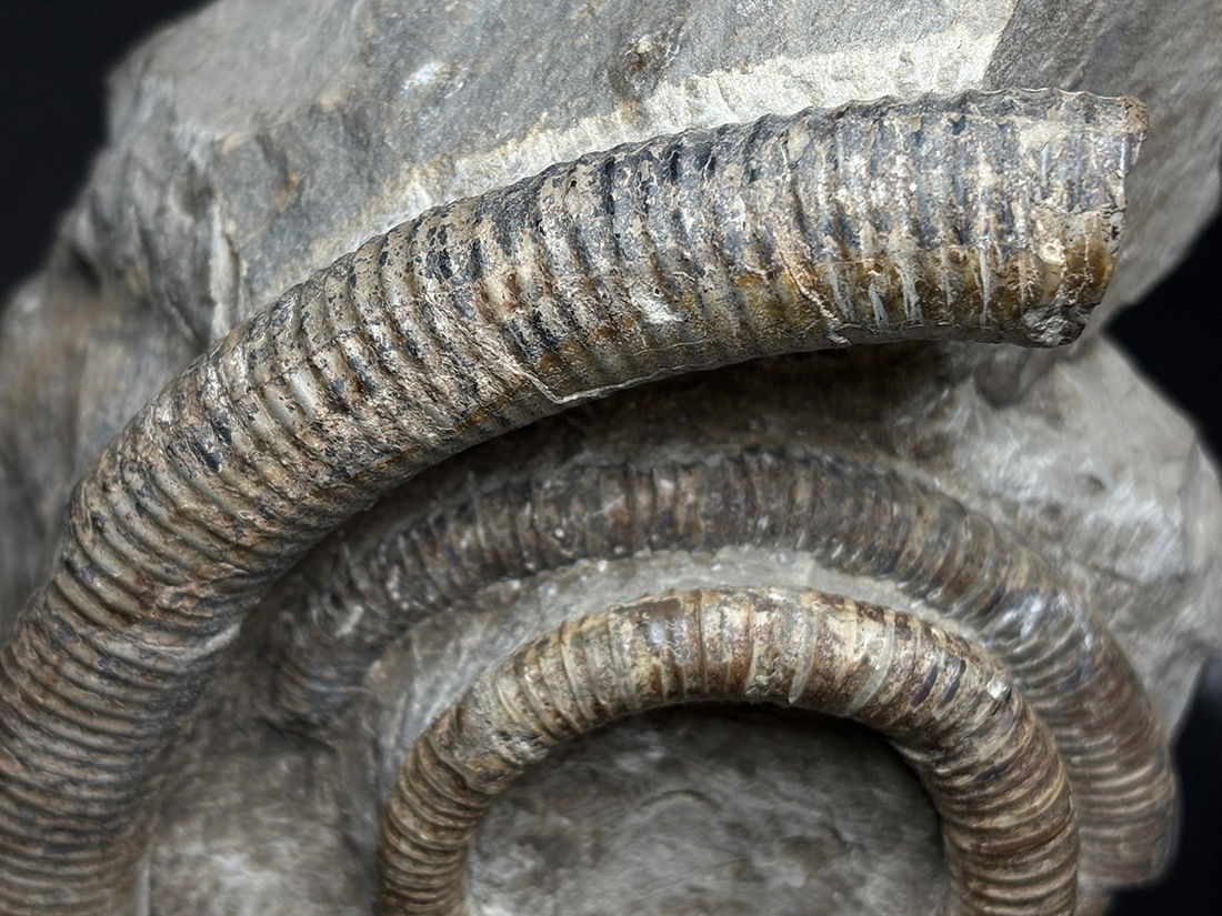 北海道苫前町古丹別産 異常巻きアンモナイト化石/Ammonite