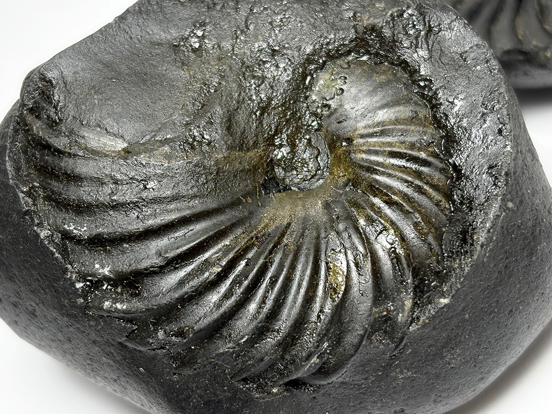 レア】 サリグラム(シャリグラム) ヒマラヤアンモナイト / Himalayan