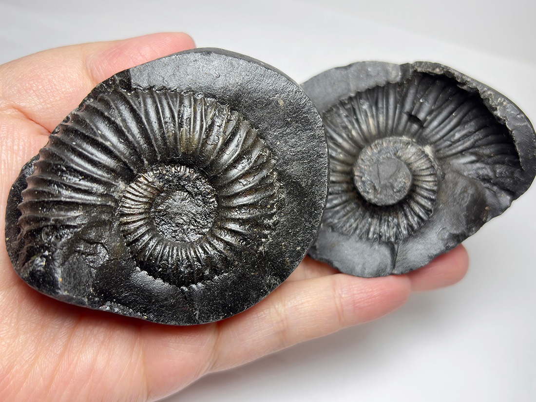 シャリグラム　黄鉄鉱化アンモナイト ネガポジ両方揃ったノジュール標本、シャリグラムと呼ばれる、珍しい