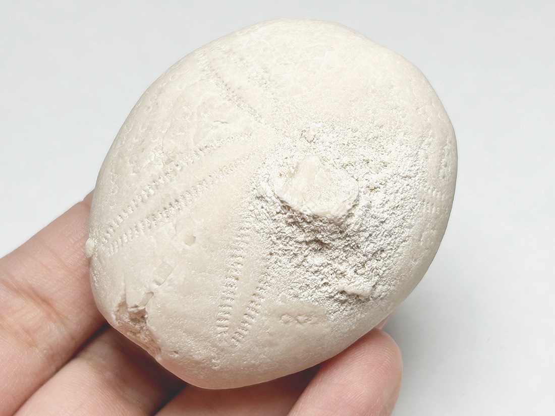 フロリダ州産 ウニ化石