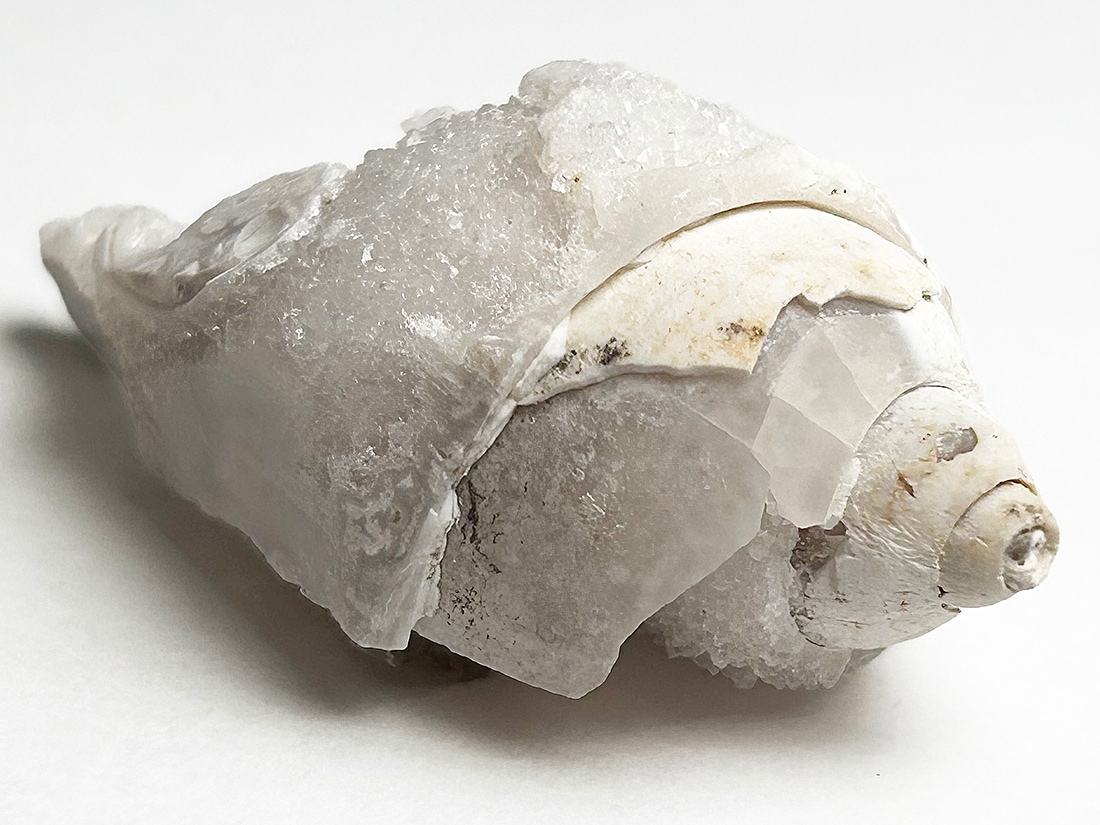 インド産 スピラライトジェムシェル / Spiralite Gemshells