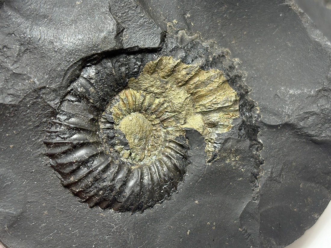 レア】 サリグラム(シャリグラム) ヒマラヤアンモナイト / Himalayan