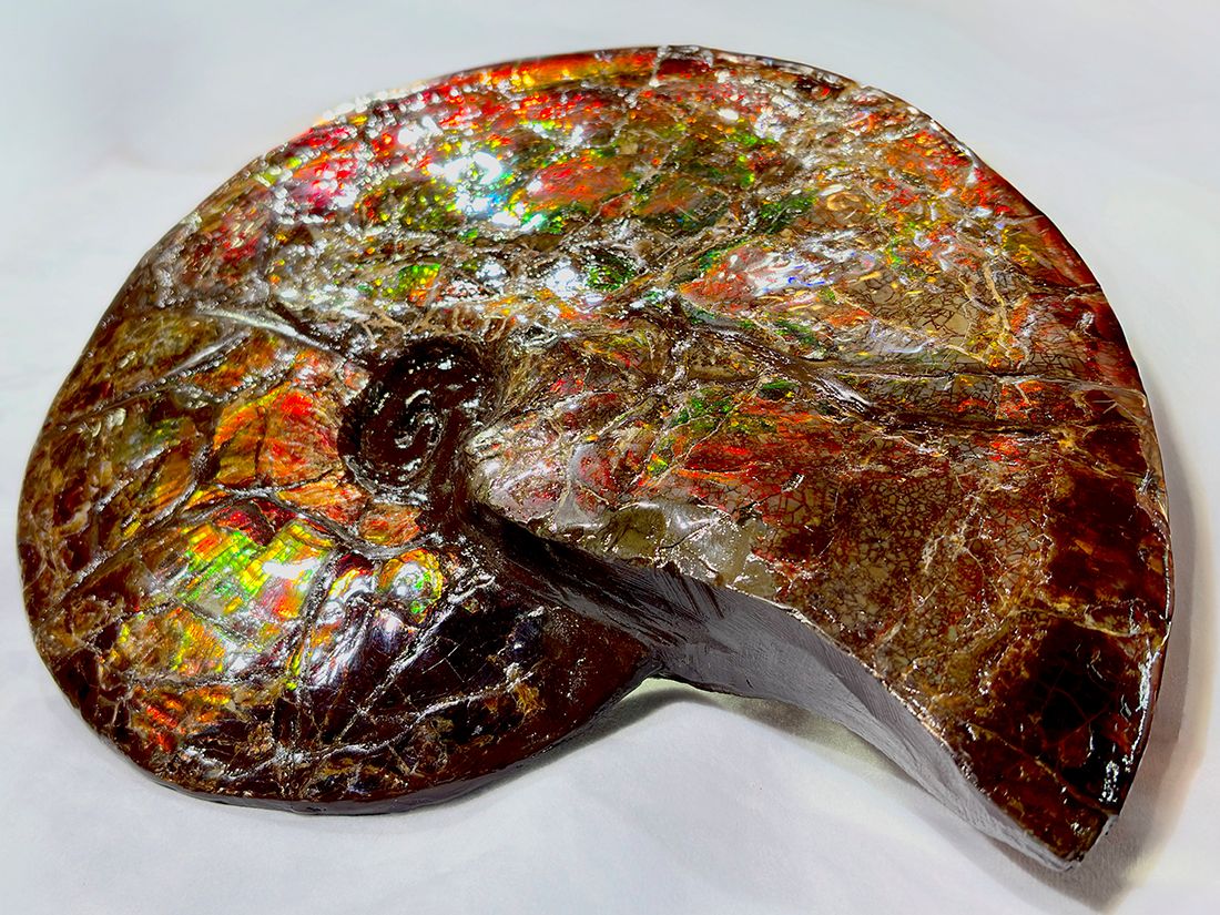 最大径26cm) カナダ・アルバータ州産 アンモライト 【完全体】/ Ammolite