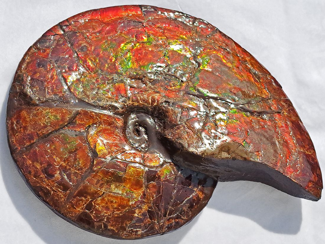 最大径26cm) カナダ・アルバータ州産 アンモライト 【完全体】/ Ammolite