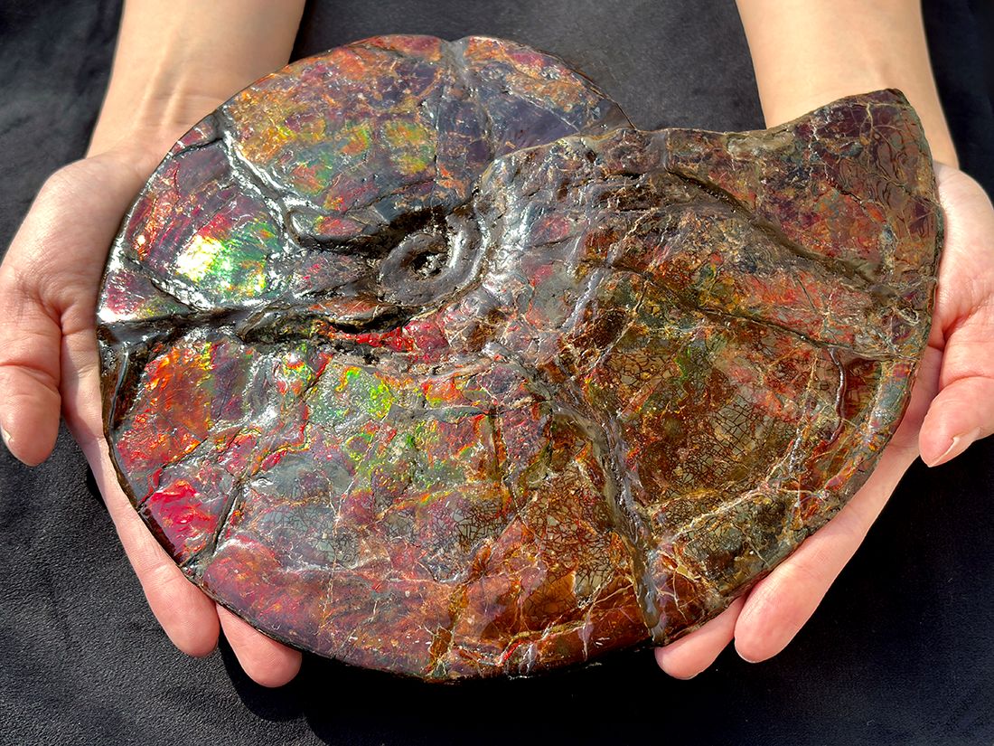 最大径26cm) カナダ・アルバータ州産 アンモライト 【完全体】/ Ammolite