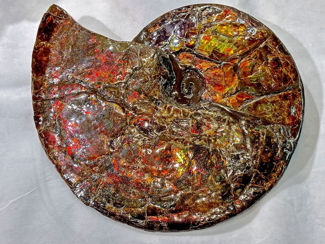 最大径26cm) カナダ・アルバータ州産 アンモライト 【完全体】/ Ammolite