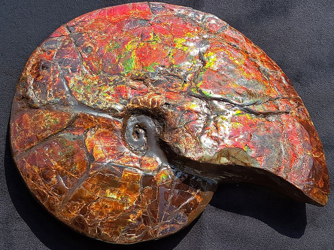 最大径26cm) カナダ・アルバータ州産 アンモライト 【完全体】/ Ammolite