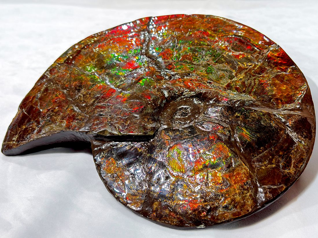 最大径26cm) カナダ・アルバータ州産 アンモライト 【完全体】/ Ammolite