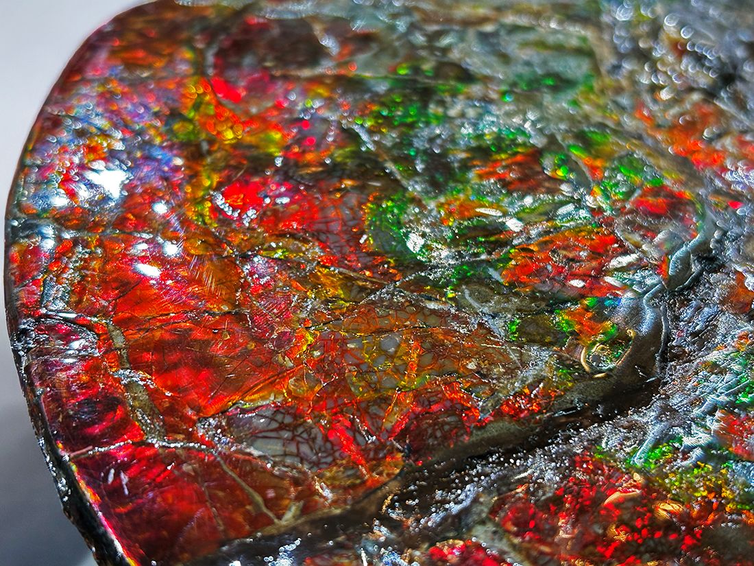 最大径26cm) カナダ・アルバータ州産 アンモライト 【完全体】/ Ammolite