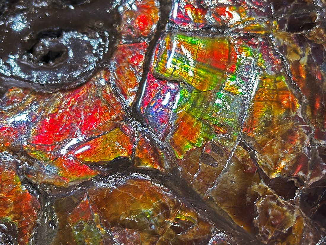 最大径26cm) カナダ・アルバータ州産 アンモライト 【完全体】/ Ammolite