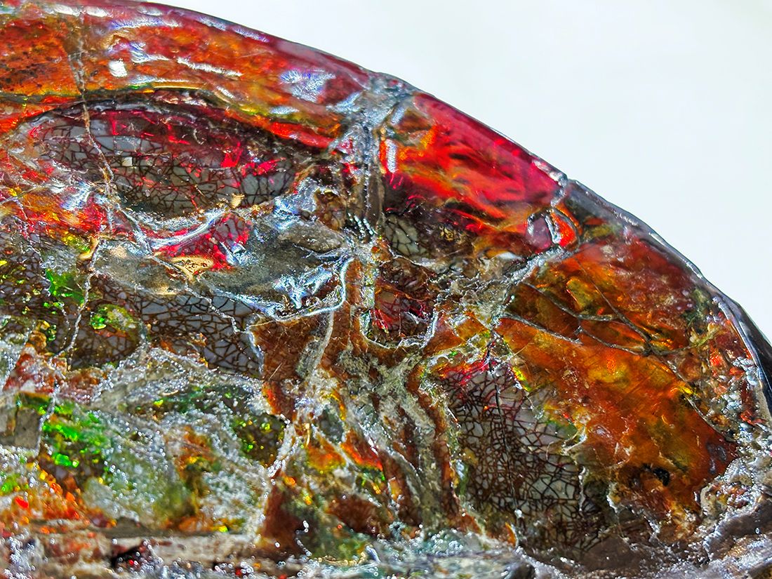 最大径26cm) カナダ・アルバータ州産 アンモライト 【完全体】/ Ammolite