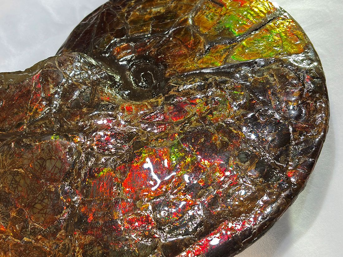 最大径26cm) カナダ・アルバータ州産 アンモライト 【完全体】/ Ammolite