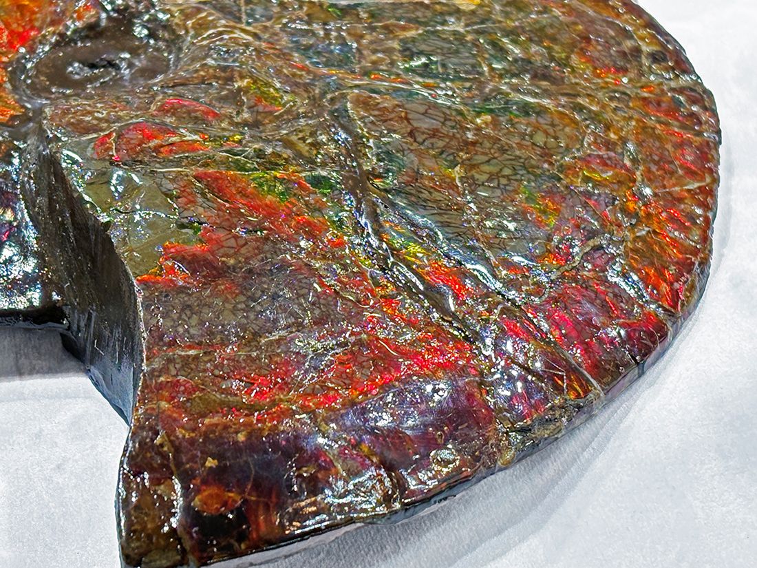 最大径26cm) カナダ・アルバータ州産 アンモライト 【完全体】/ Ammolite