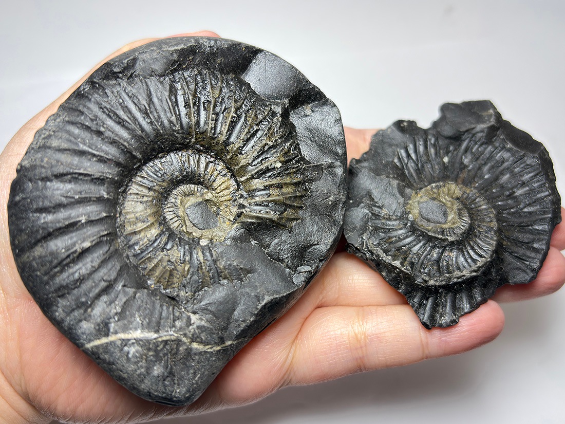 レア】 サリグラム(シャリグラム) ヒマラヤアンモナイト / Himalayan