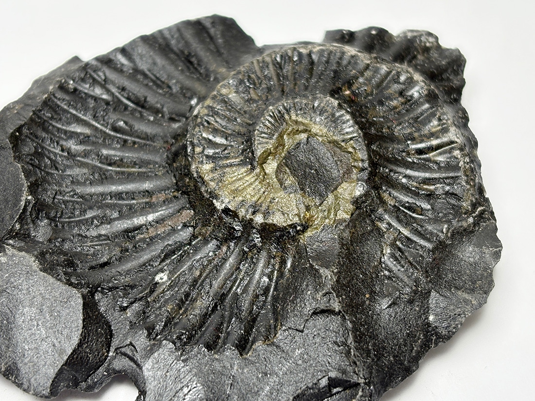 レア】 サリグラム(シャリグラム) ヒマラヤアンモナイト / Himalayan