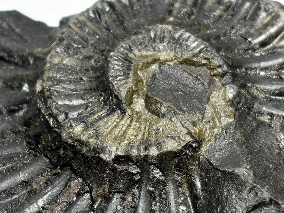 レア】 サリグラム(シャリグラム) ヒマラヤアンモナイト / Himalayan