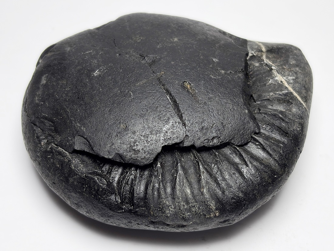 レア】 サリグラム(シャリグラム) ヒマラヤアンモナイト / Himalayan