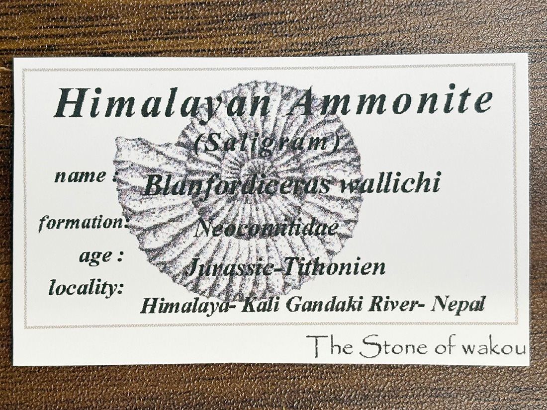 レア】 サリグラム(シャリグラム) ヒマラヤアンモナイト / Himalayan