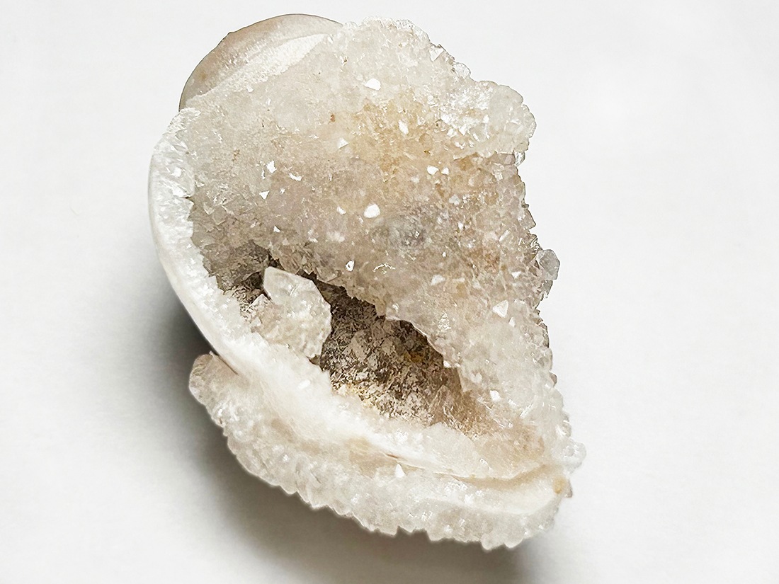 インド産 スピラライトジェムシェル / Spiralite Gemshells