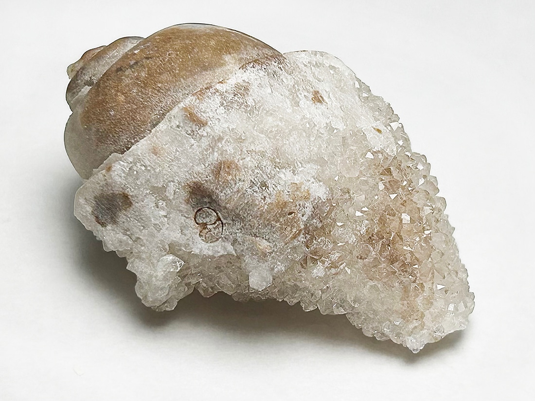 インド産 スピラライトジェムシェル / Spiralite Gemshells