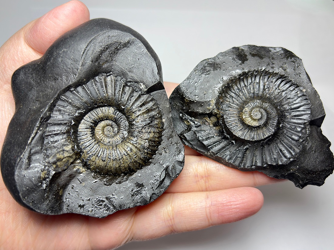 シャリグラム　黄鉄鉱化アンモナイト レア】 サリグラム(シャリグラム) ヒマラヤアンモナイト / Himalayan