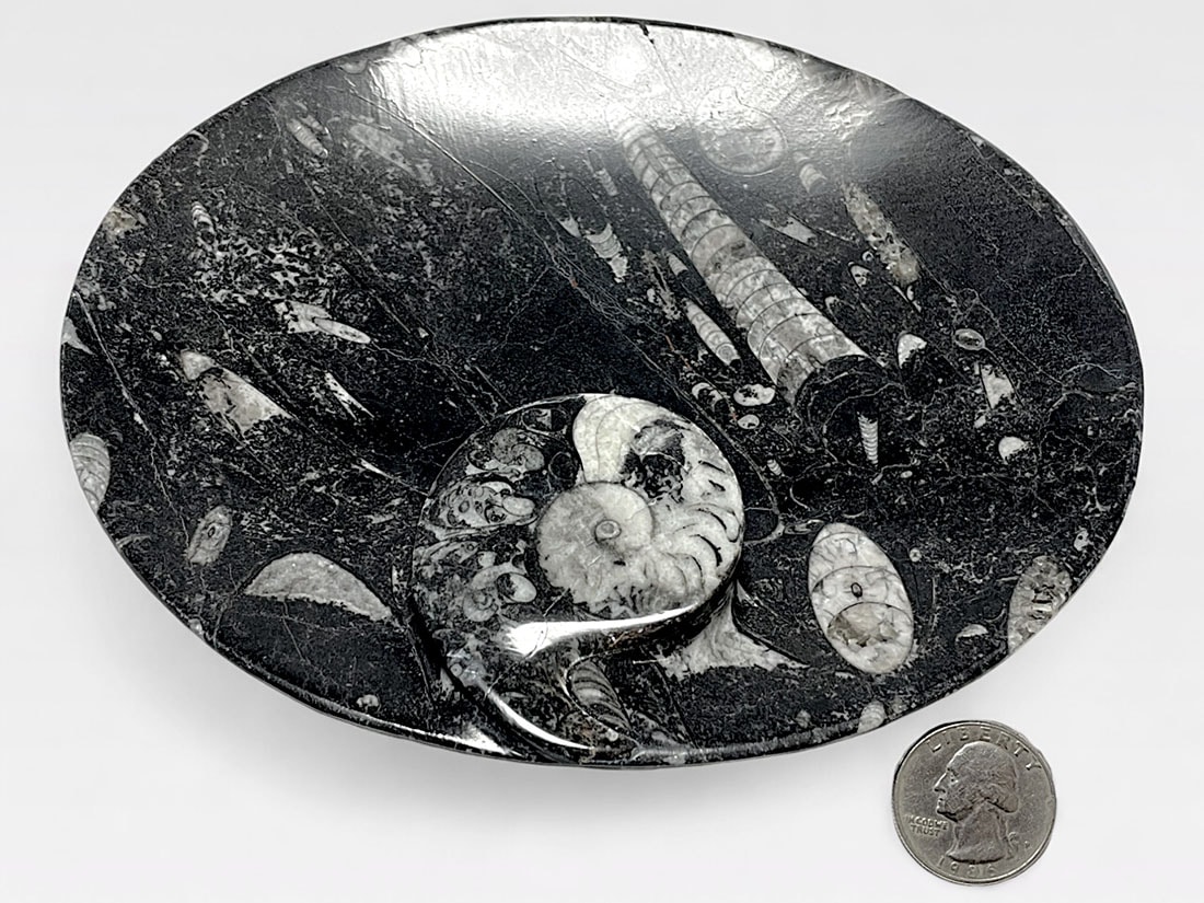 アンモナイト ディッシュ /Ammonite dish | プレート・ディッシュ  