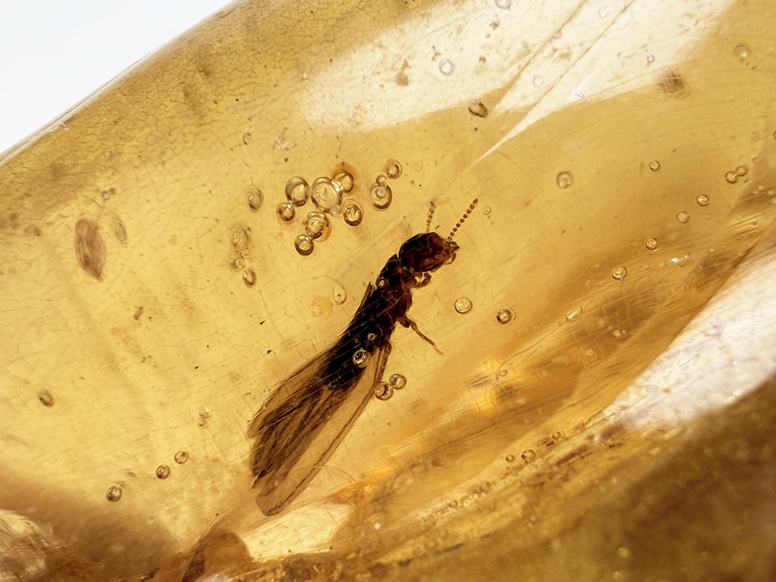 マダガスカル産 虫入りコパル