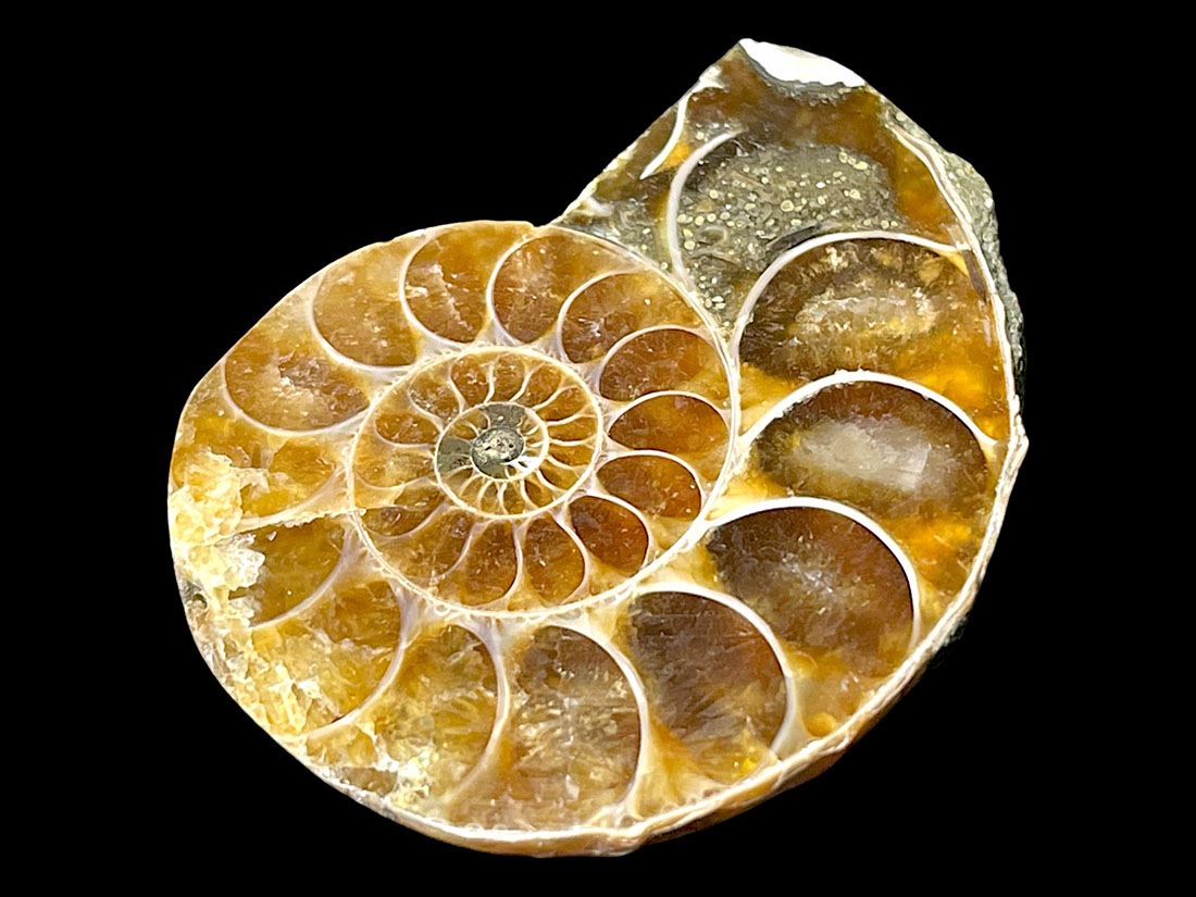 マダガスカル産アンモナイト化石ペア/Ammonite Cleoniceras Pair