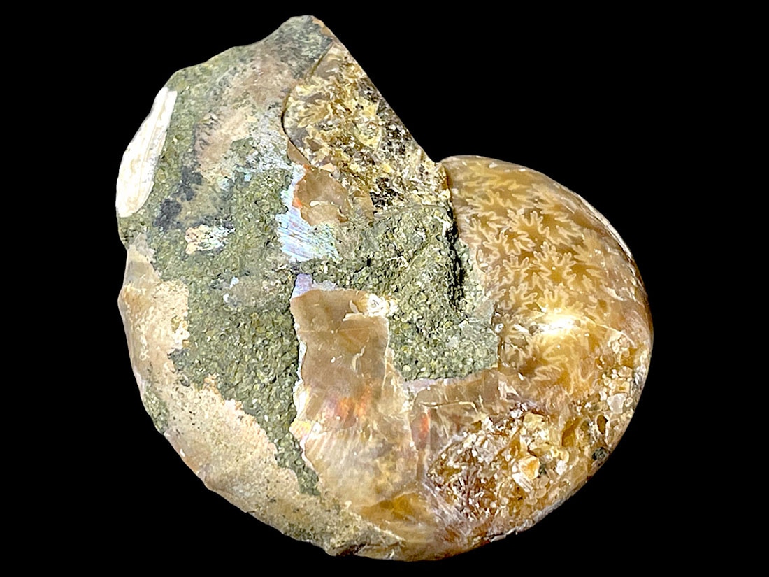 マダガスカル産アンモナイト化石ペア/Ammonite Cleoniceras Pair