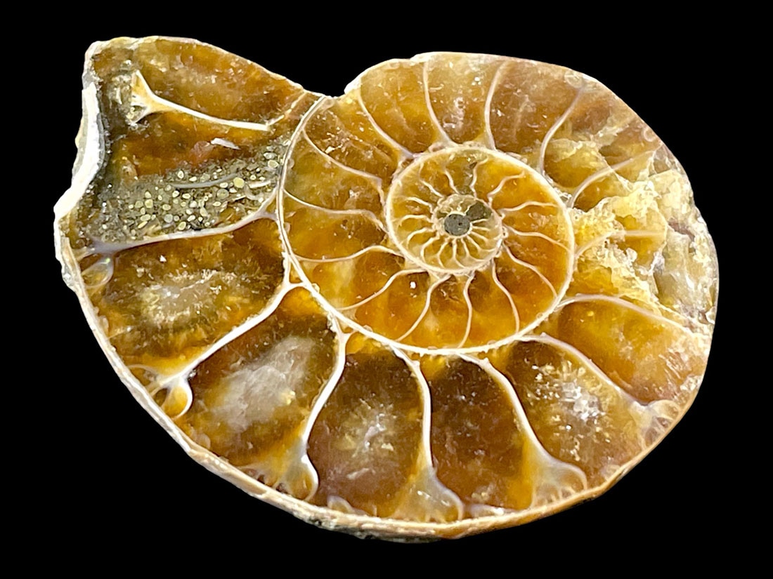 マダガスカル産アンモナイト化石ペア/Ammonite Cleoniceras Pair