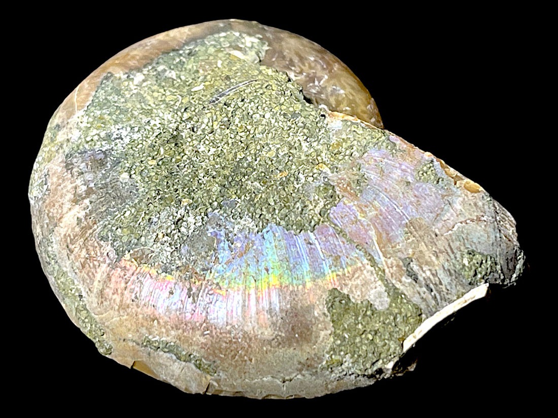 マダガスカル産アンモナイト化石ペア/Ammonite Cleoniceras Pair