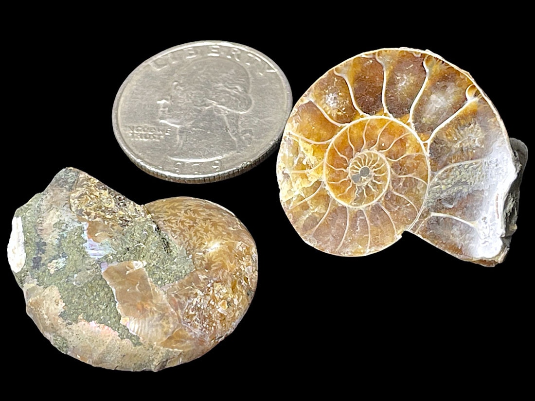マダガスカル産アンモナイト化石ペア/Ammonite Cleoniceras Pair